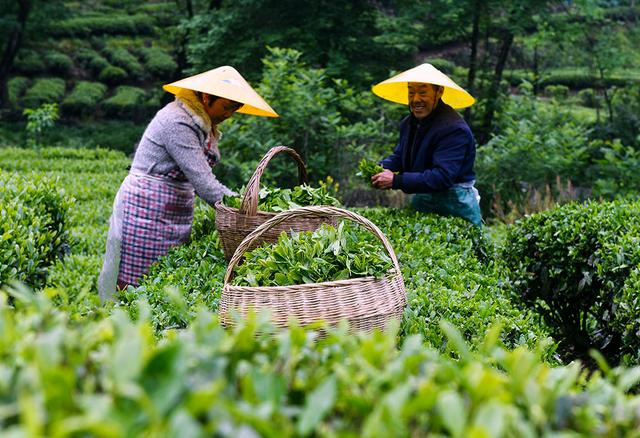 「图集」“谷雨茶”上市：小叶子大产业，从传统手工采摘到智能化生产线