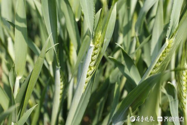 壹图集｜4月20日10时24分谷雨至，泰安次章村的小麦已吐穗