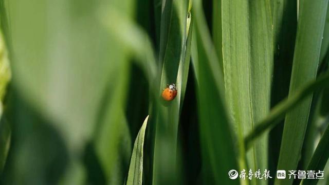 壹图集｜4月20日10时24分谷雨至，泰安次章村的小麦已吐穗