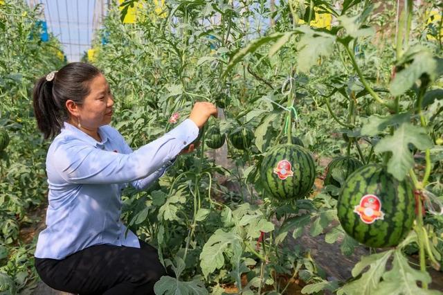 大兴庞各庄头茬西瓜“带证”上市啦！