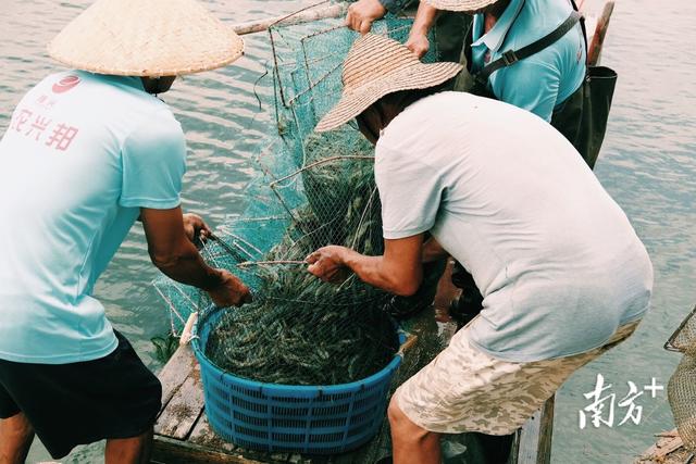 青斑鱼可以养殖吗 汕头金平发展水产产业，搭建“小农户”对接“大市场”桥梁