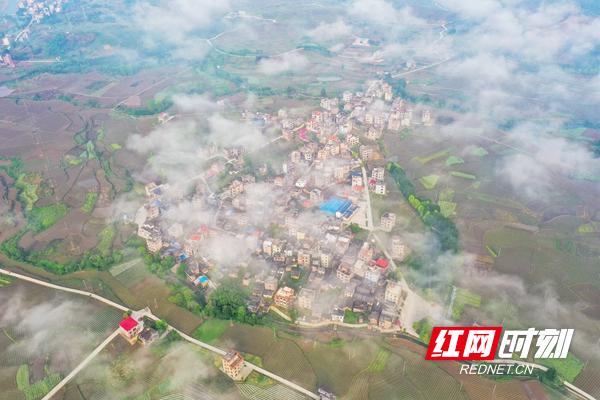 新田：谷雨润烟苗 晨雾“绘”乡景