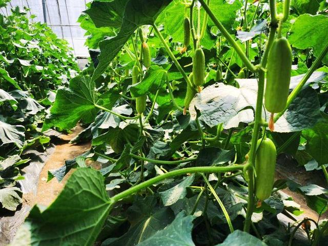 4455个优良品种逐鹿种博会，仅番茄品种就有两千多种