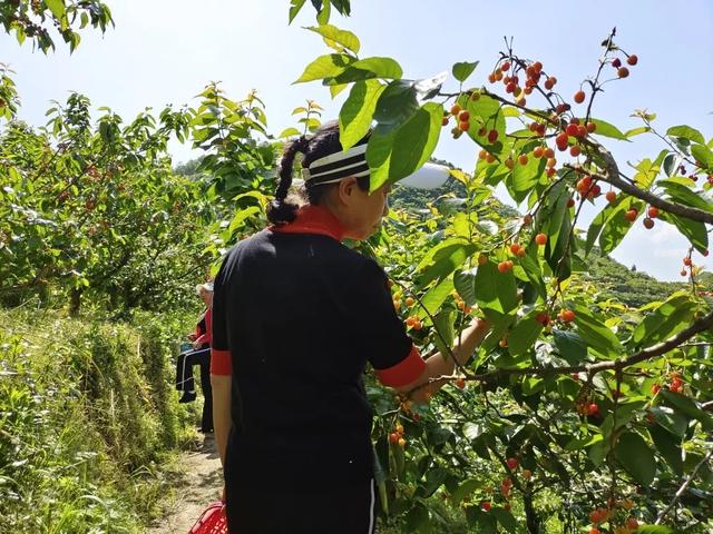 开阳花梨清江村樱桃红了