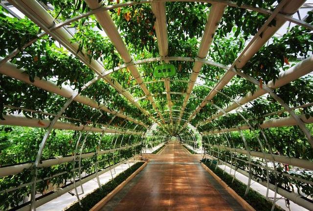 第二十三届菜博会首日曝光量达2.23亿，是历年宣传效果最佳