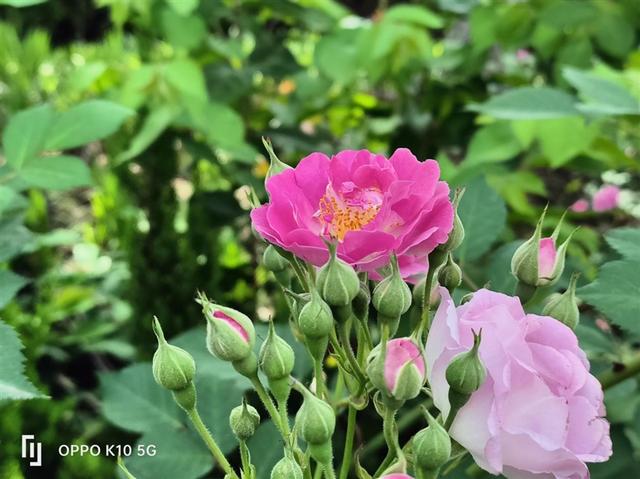 定制天玑神U 能效超乎想象！OPPO K10首发评测：性价比“开卷”之作
