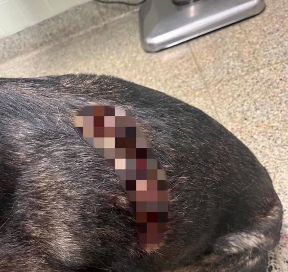 囧闻！嫌疑人疑似吸毒，咬伤警犬