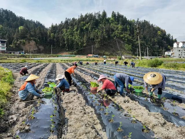 【奋进新征程 建功新时代】上塘镇：辣椒种植让群众日子越过越红火