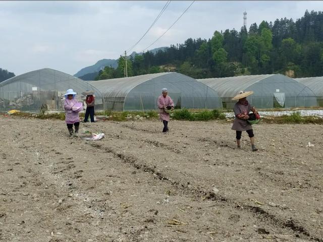 【奋进新征程 建功新时代】上塘镇：辣椒种植让群众日子越过越红火