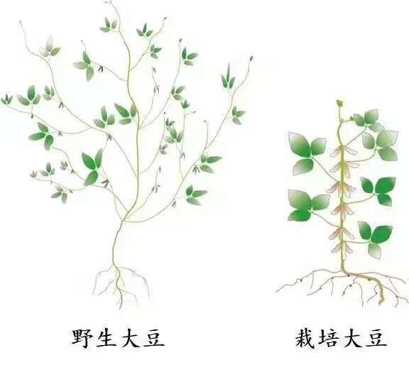 大豆植株结构图图片