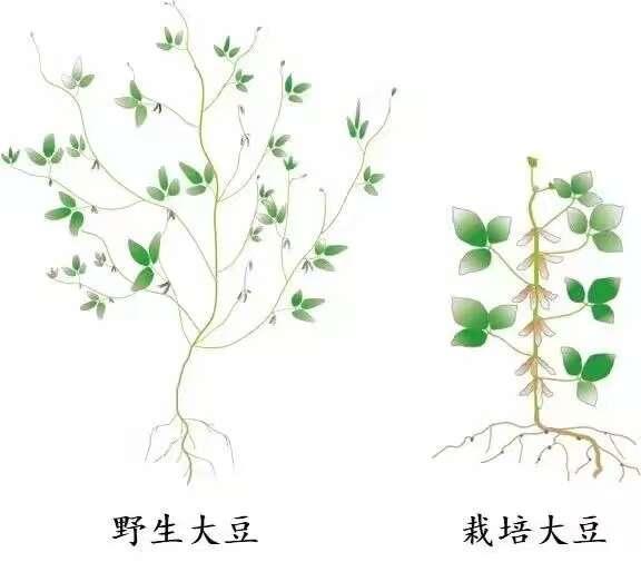 中国科学家找到大豆丢失的基因破解高产密码