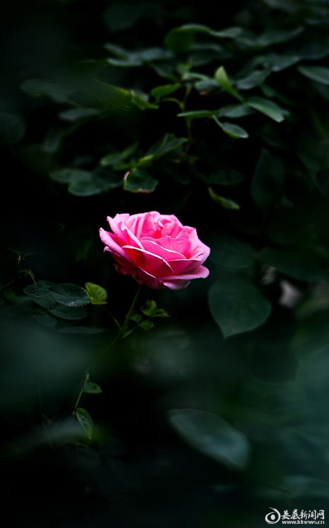 月季花开——美了城市醉了市民