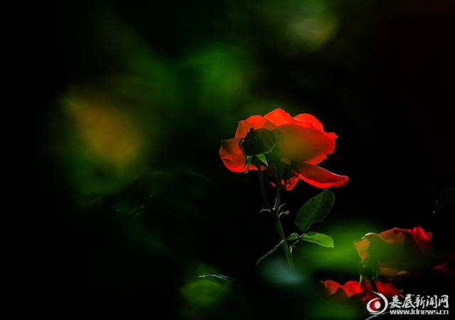 月季花开——美了城市醉了市民