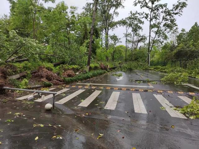 强风！暴雨！雷电！……面对突发灾害性天气，浙农林大人立即行动起来