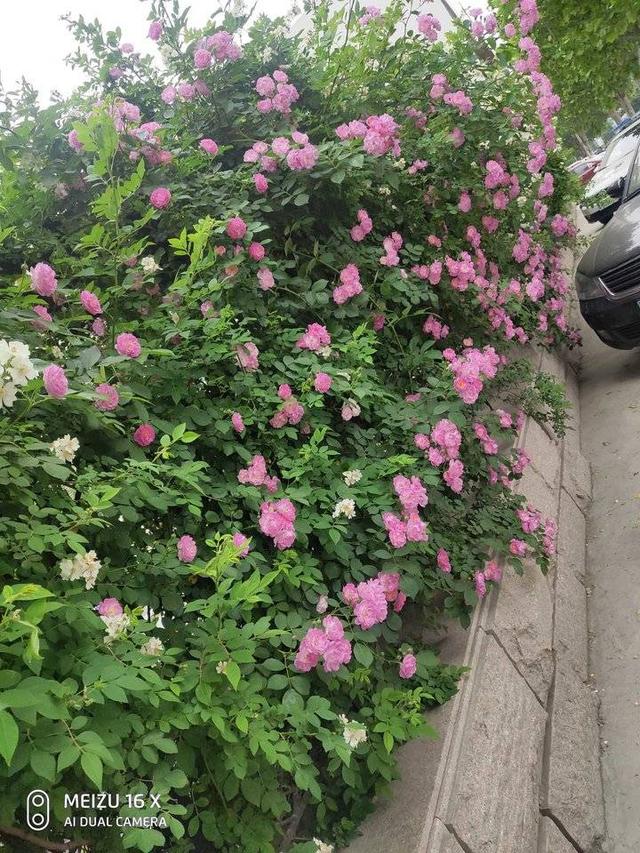 蔷薇花开正艳丽