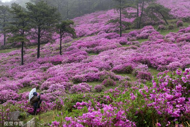 韩国和顺郡民众雨中赏花徜徉杜鹃花海
