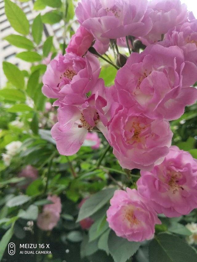 有鲜花的日子总会让人舒畅