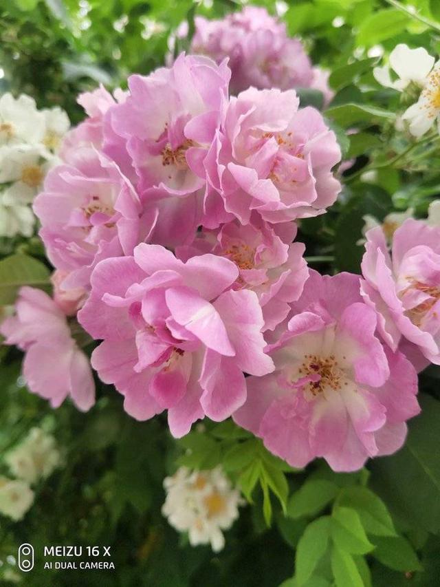 有鲜花的日子总会让人舒畅