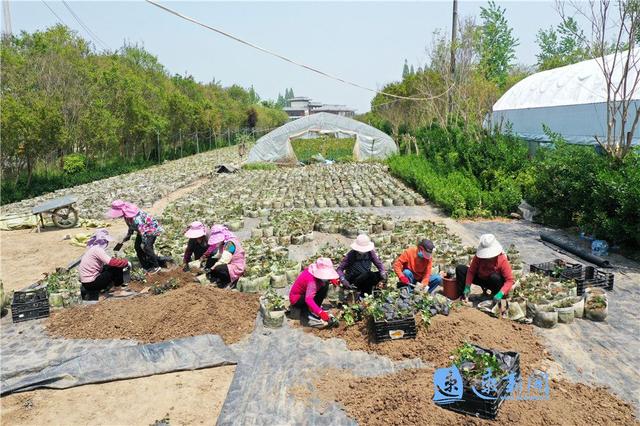 沭阳：月季盆栽培育正当时