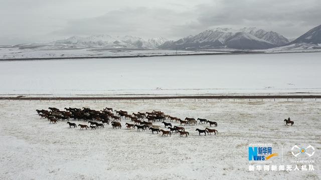 “飞阅”中国｜降雪降温 山丹马场为马群补饲