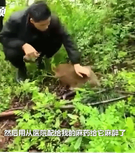 团伙流窜作案，一“成员”被抓！现场画面曝光