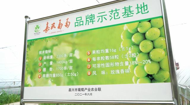五月农忙，一起“云游”海盐于城充满玫瑰香气的葡萄园