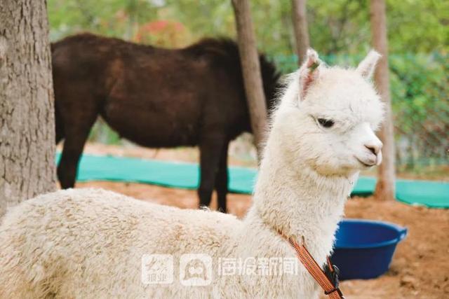 精彩不断，日照东方太阳城各景区拉开“五一”小长假序幕