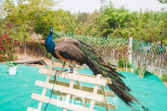 精彩不断，日照东方太阳城各景区拉开“五一”小长假序幕
