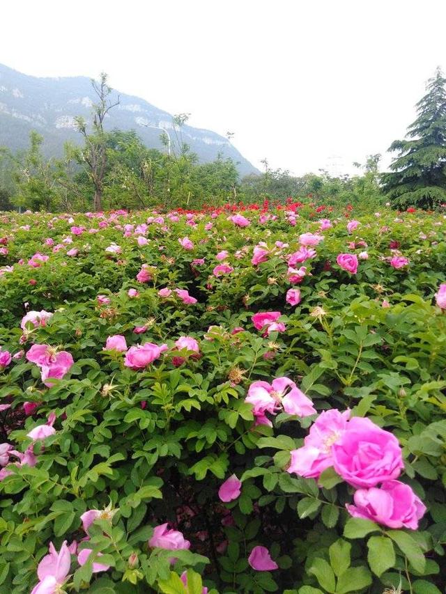 落花识初夏