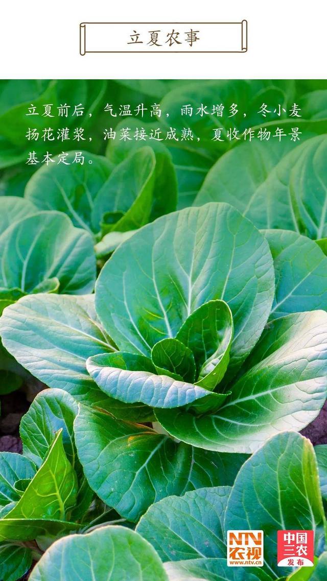今日立夏 | 薰风至而万物秀