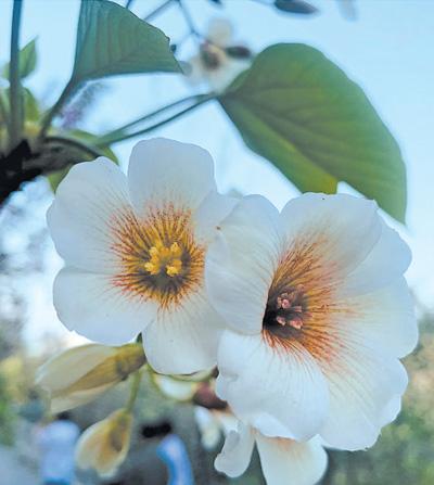 桐花山乡