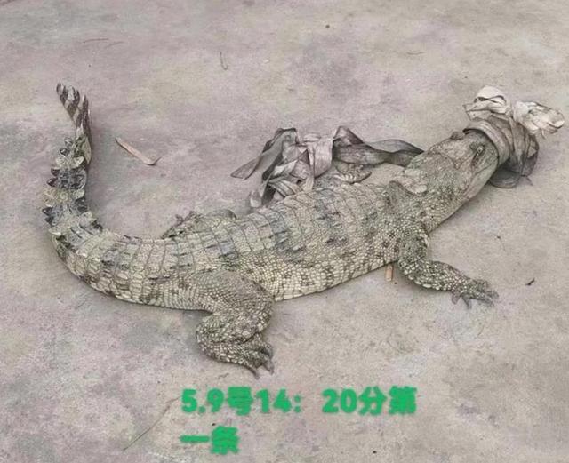 2022-05-11 “出逃鳄鱼6兄弟”已被全部宰杀