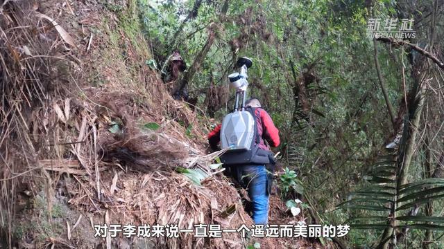 76.8米！中国大陆已知第一高树是如何被发现的