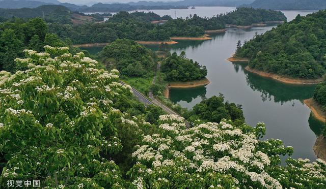 杭州：千岛湖畔桐花绽放 洁白如雪
