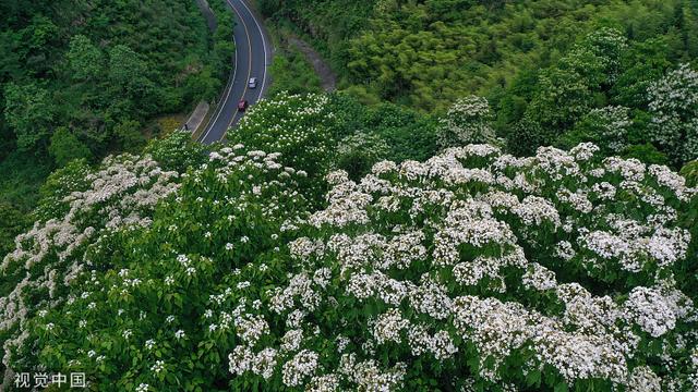 杭州：千岛湖畔桐花绽放 洁白如雪