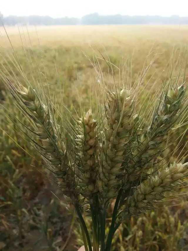 青未了/芒种