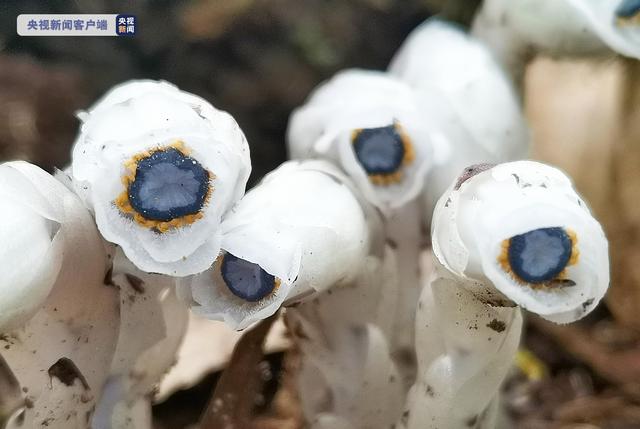 云南发现近危级别珍稀植物水晶兰