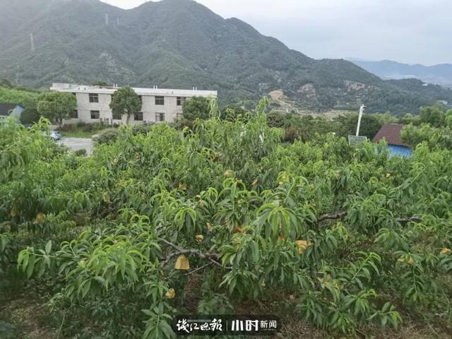 我为家乡水果代言⑳ | 桃花坞里寻蜜桃 发帖留言还有福利哦