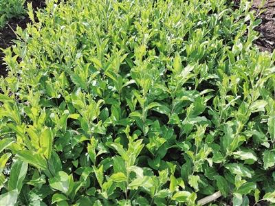 022年国家扶持的种植药材有哪些，2022年国家扶持的种植药材有哪些呢"