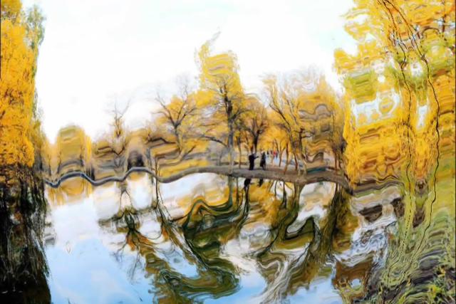 大 自 然 的 美 丽 风 景 金塔胡杨节 西瓜视频