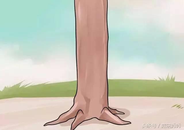 嫁接树苗的方法和技术，苗木嫁接与培育技术（果树最常用的5种嫁接方法！）