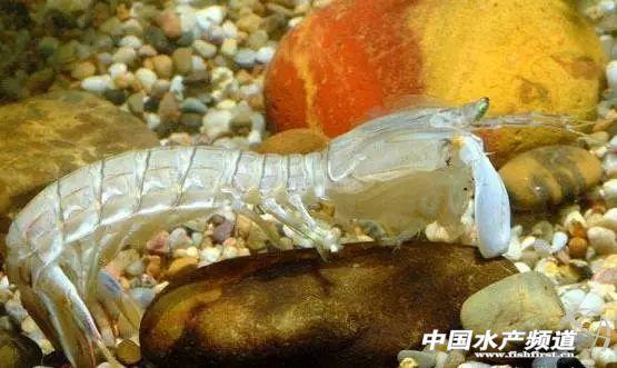 牡丹虾和甜虾的区别，牡丹虾和甜虾的区别有哪些（虾类有几千种，你又认识几种）