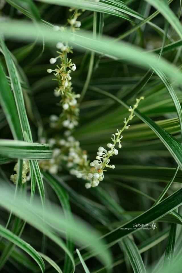 求细叶麦冬的基本简介。，细叶麦冬的功效与作用（长生不老的仙草到麦冬）