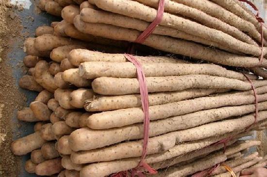 山药为什么煮熟了也麻口，为什么蒸熟的山药麻嘴（山药煮了为什么还麻嘴）