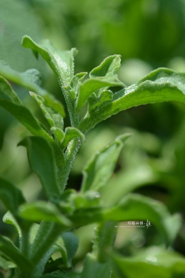冰菜好吃吗?像什么蔬菜的味道，冰菜好吃吗?像什么蔬菜的味道（植物笔记~ 冰菜是什么菜）