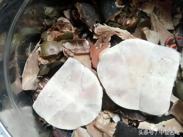 石金钱龟的功效与作用，土茯苓煲石金钱龟的功效与作用（浅谈今后石金钱龟的养殖前景）