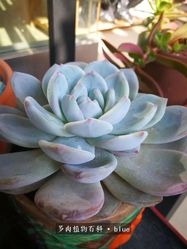 一棵幸福的多肉，收拾拥挤热闹的花花草草