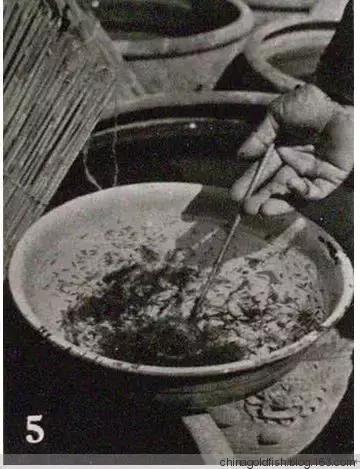 涫.上涫.网名，涫.上涫.（看古人如何养鱼！）