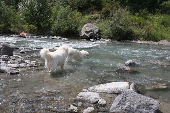 比利牛斯山犬，比利牛斯山犬----温柔的大白熊（比利牛斯山犬智商）
