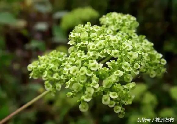 荠菜的荠怎么读，荠菜的荠的读音（可这些植物名99%的人都会读错）